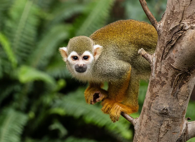 Curious Squirrel Monkey