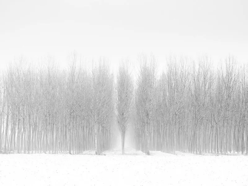 Elegant Winter Forest