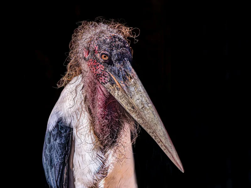 Marabou Stork Portrait