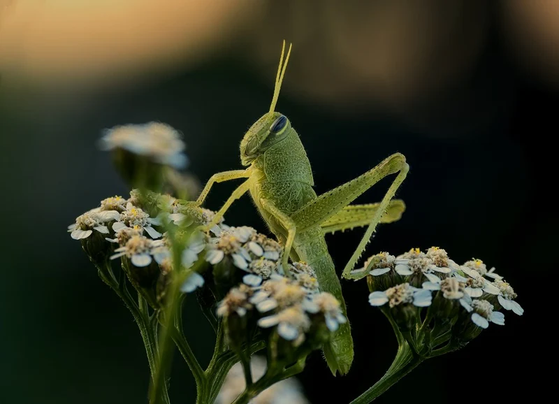 Green Grasshopper on Bloom