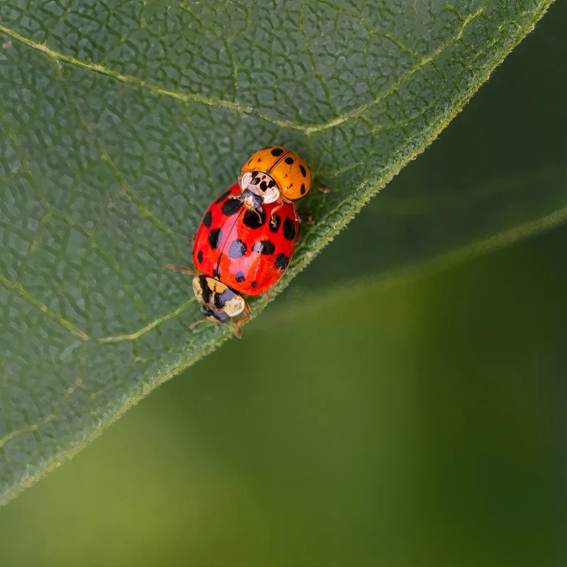 Ladybug Pair On Leaf