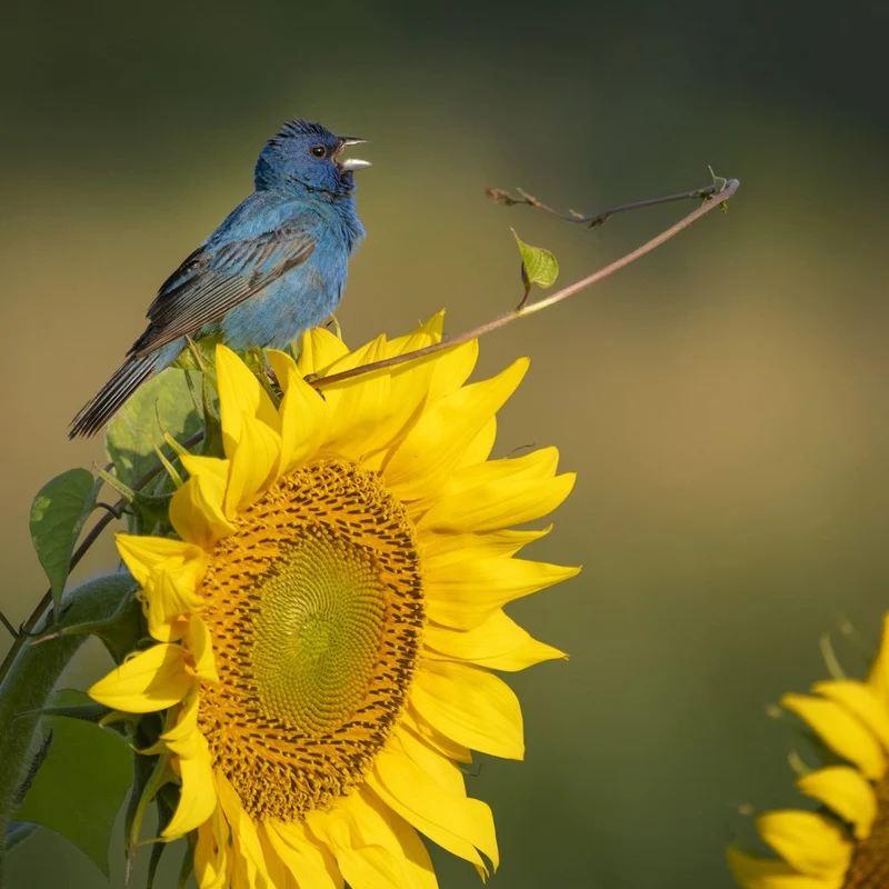 Indigo Bunting Sunflower