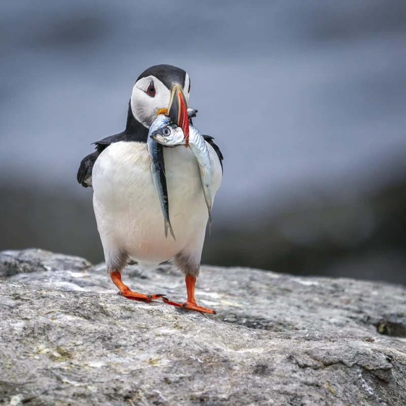 Puffin's Fresh Catch
