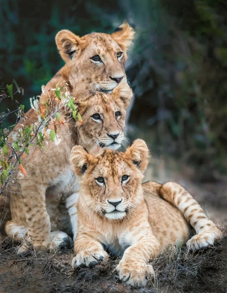 Three Lion Cubs