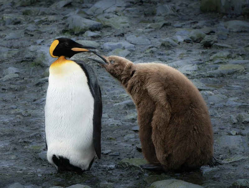 Fluffy King Penguin Chick