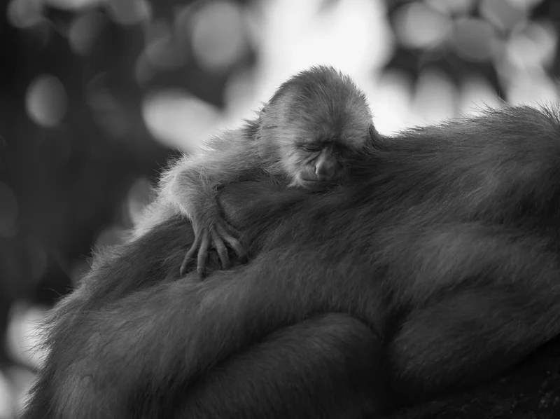 Baby Monkey Asleep