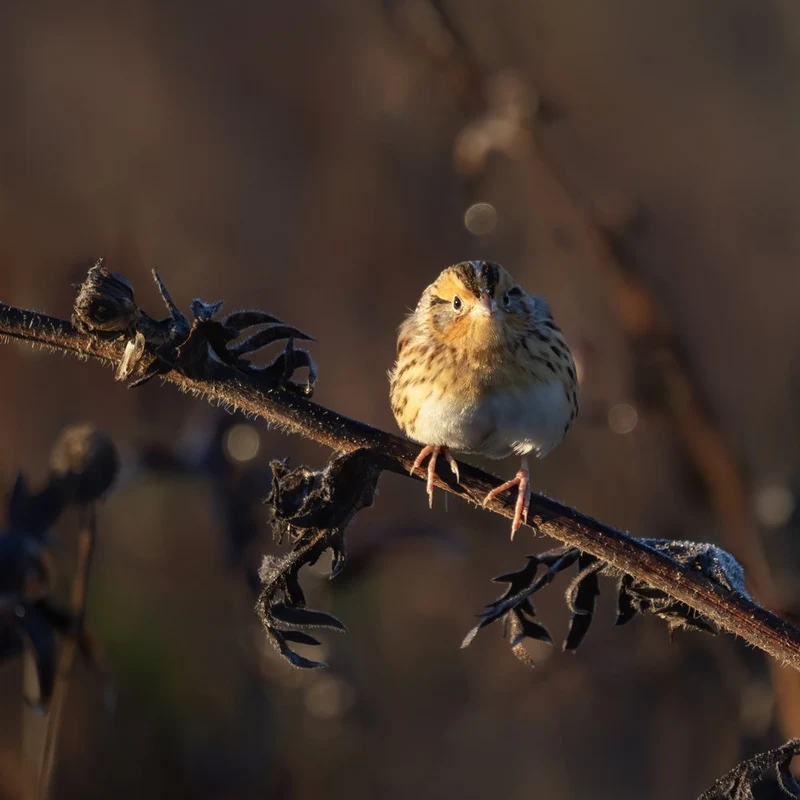 Frosty Morning Sparrow