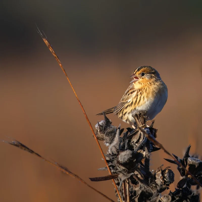 Golden Hour Sparrow