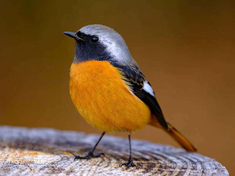 Vibrant Orange Bird on Wood