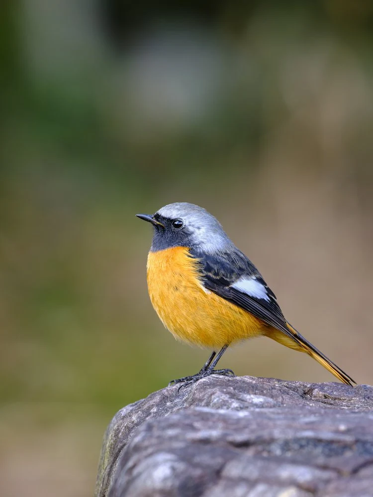 Orange Bird on Rock