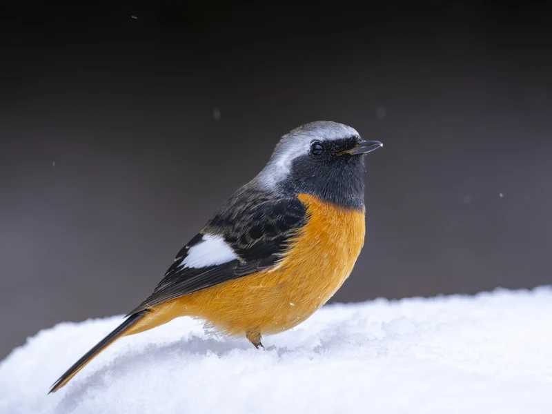 Orange Redstart in Snow