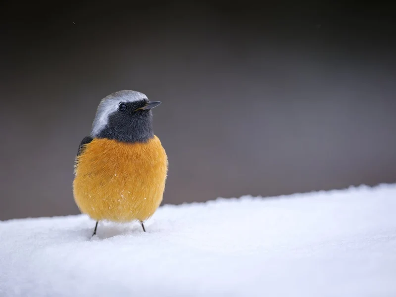 Orange Bird in Snow
