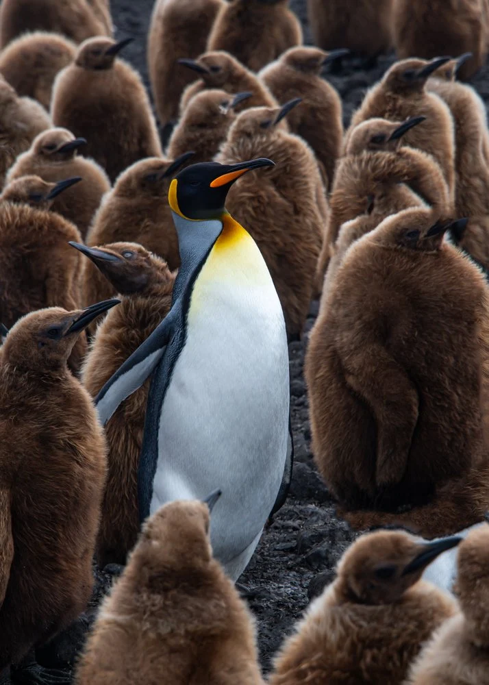 King Penguin and Chicks