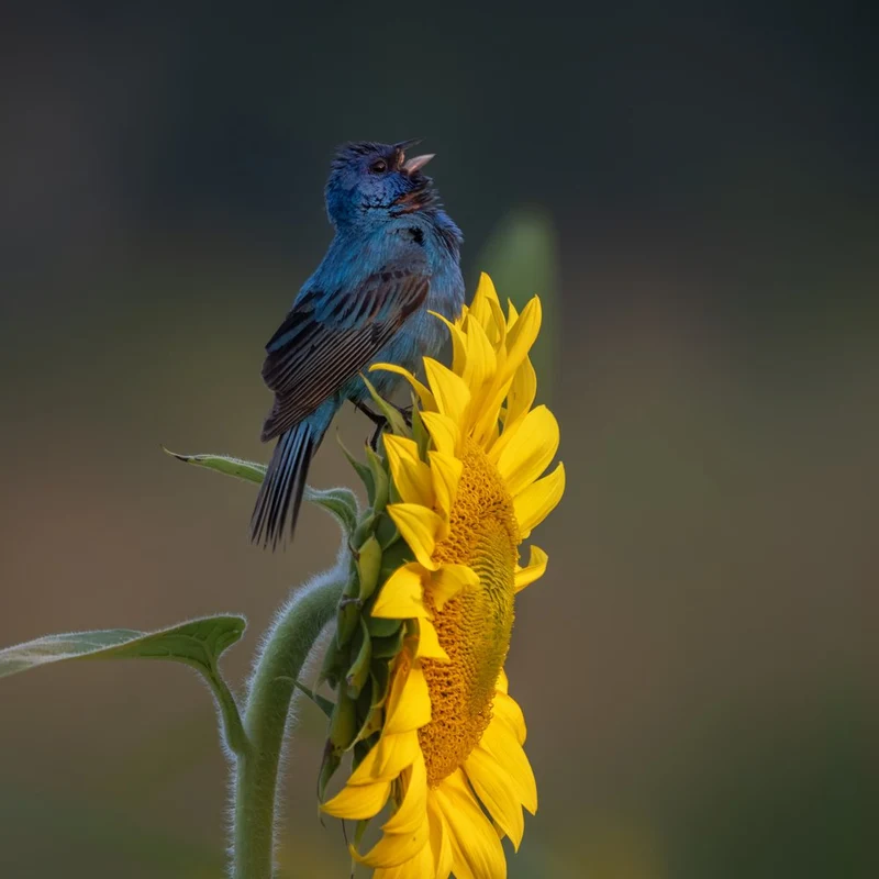 Blue Bird Sings on Sunflower
