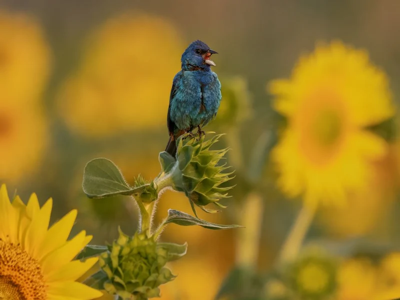 Blue Bird Sunflower Song