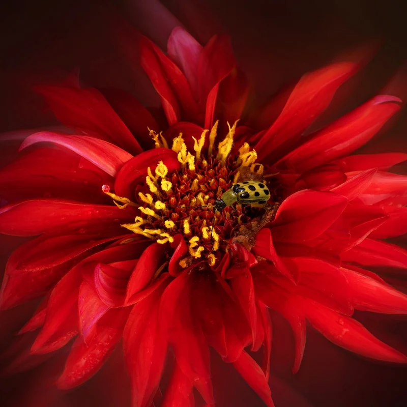 Ladybug on Red Dahlia
