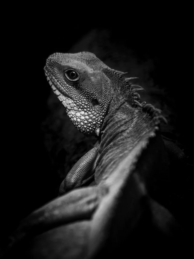 Dramatic Lizard Profile