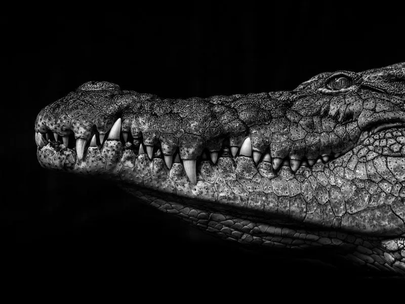 Fearsome Crocodile Jaws