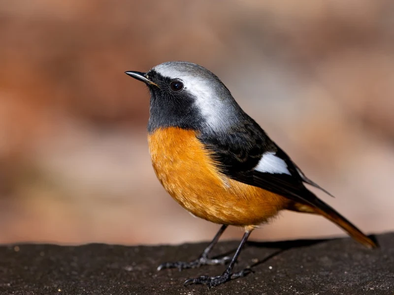 Striking Orange Bird