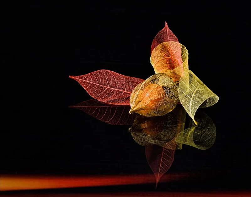 Autumn Lanterns Glow