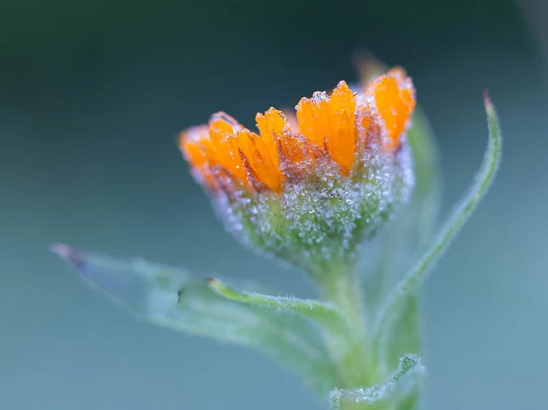 Icy Orange Flower Bud