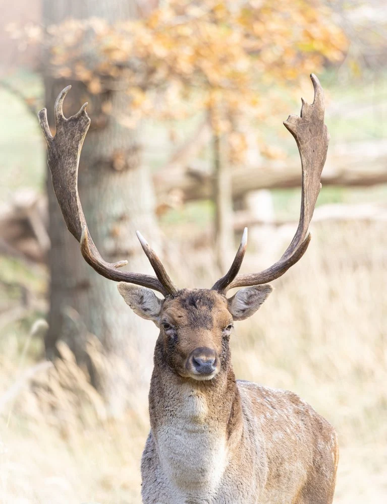 Majestic Fallow Deer
