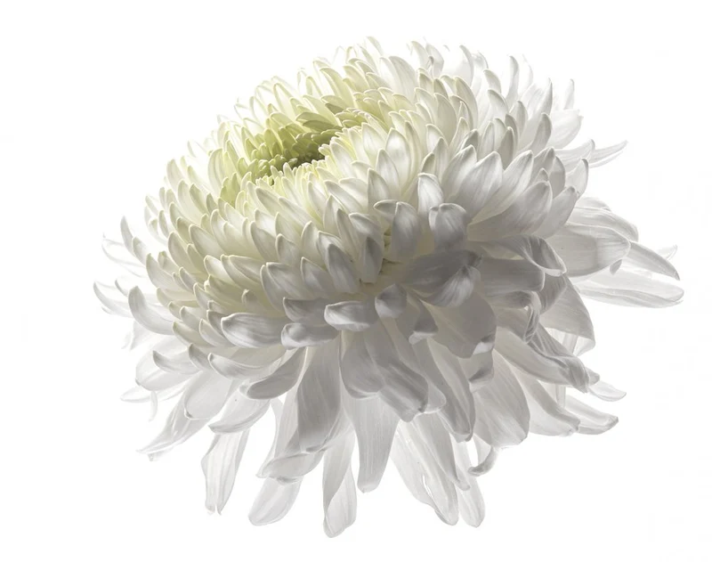 Chrysanthemum