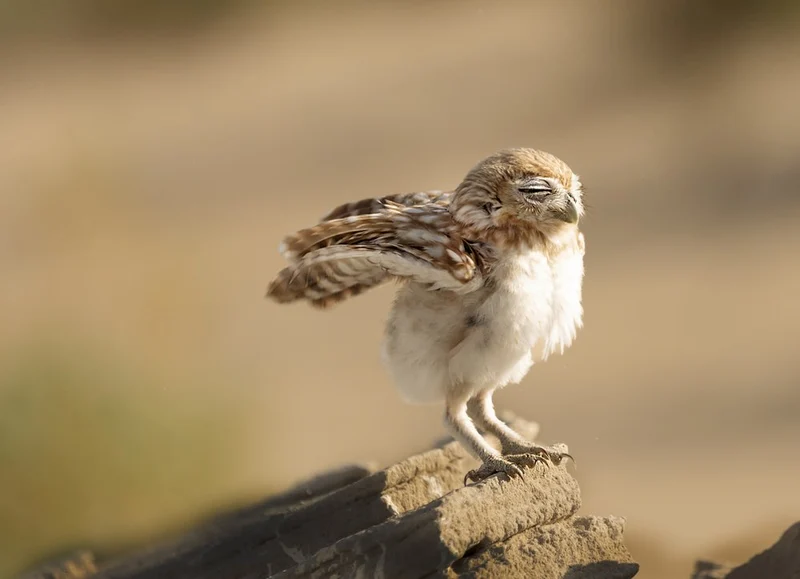 Sleepy Baby Owl