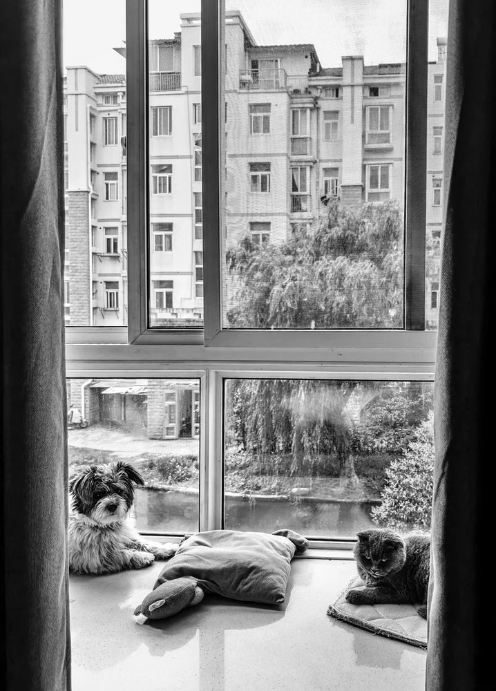 Pet Friends City View