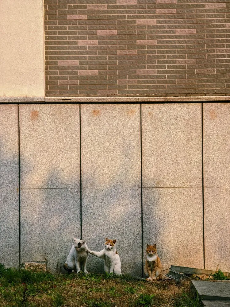 Cats With Paw Touch