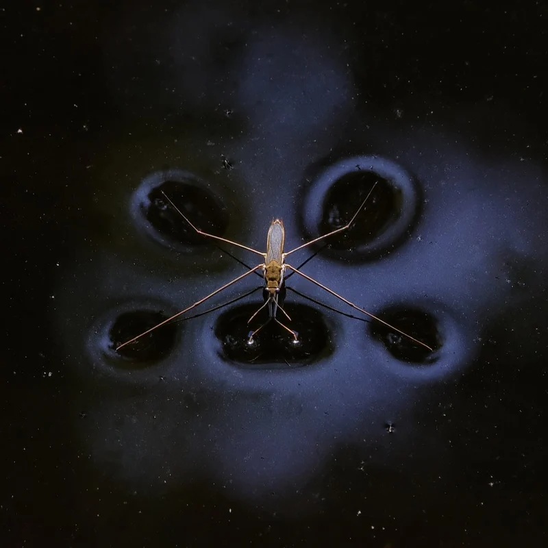 Water Strider Gliding