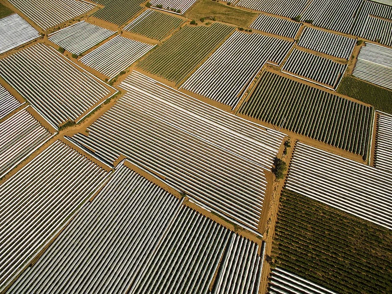 Geometric Crop Rows