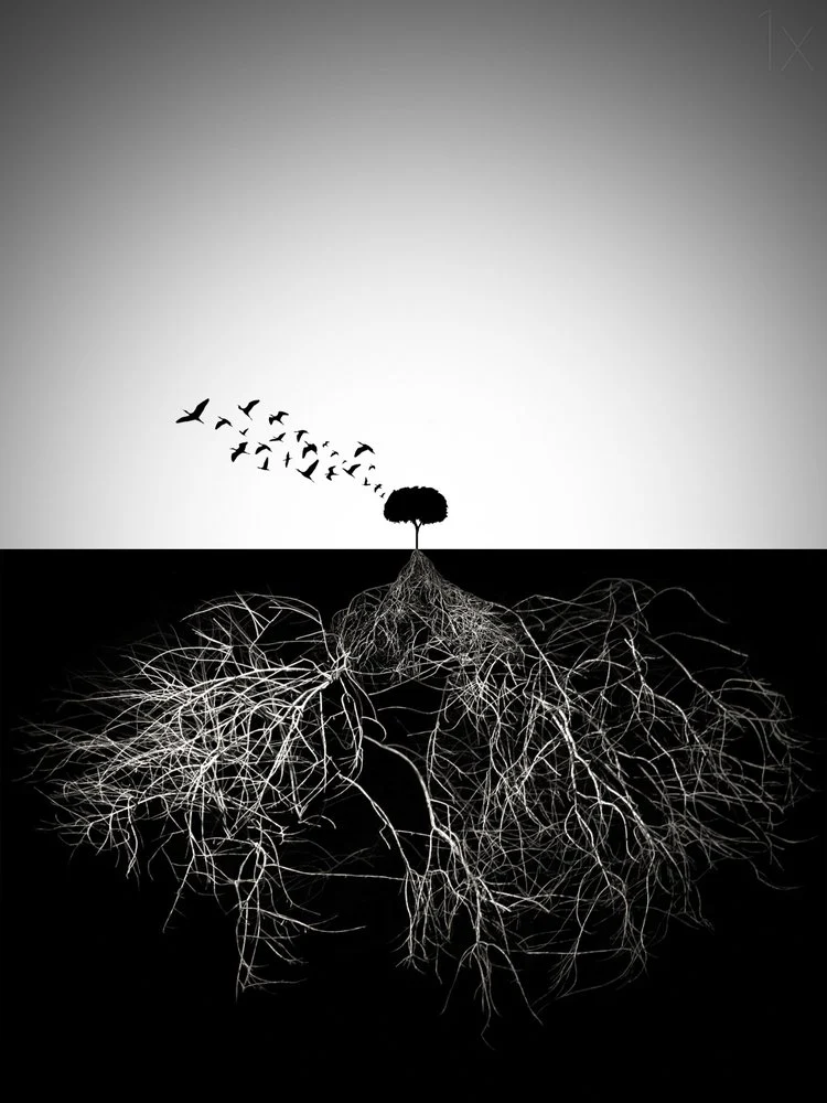 Tree Roots and Flight