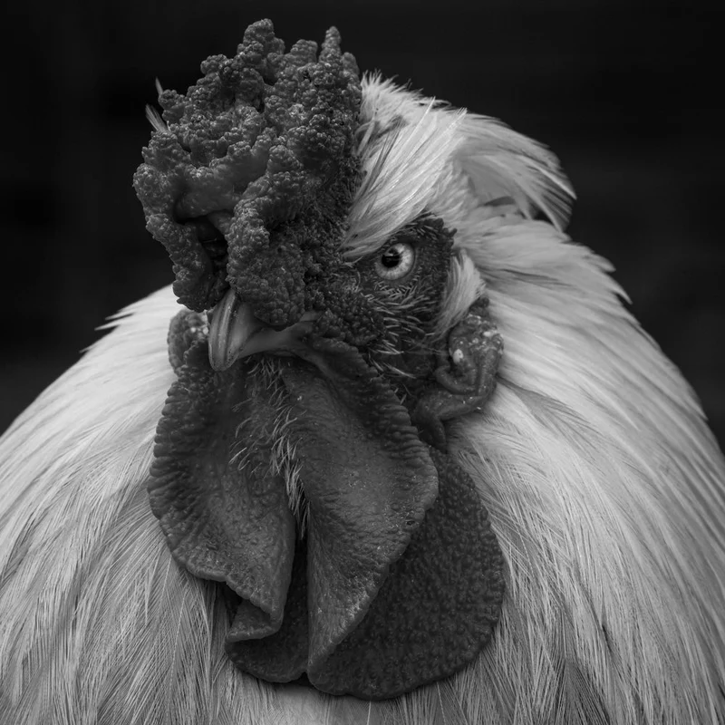 Majestic Rooster Gaze