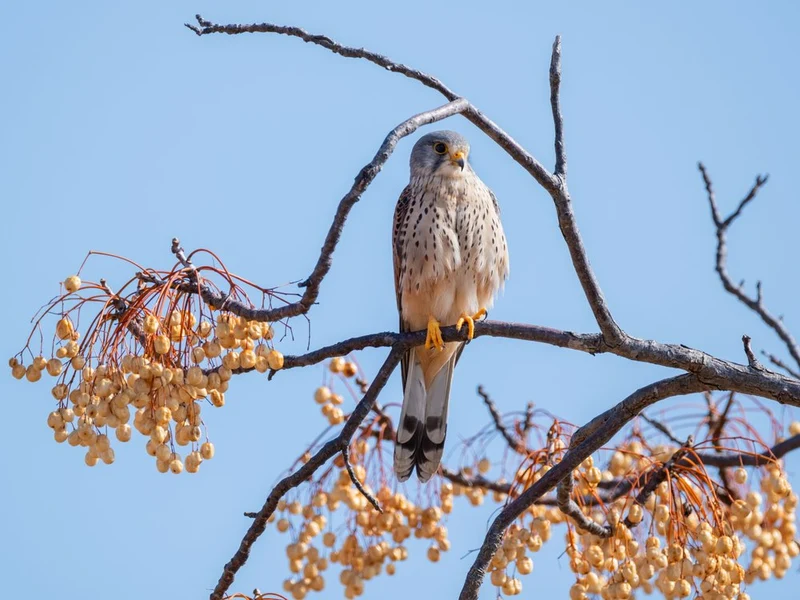 Kestrel Among Berries