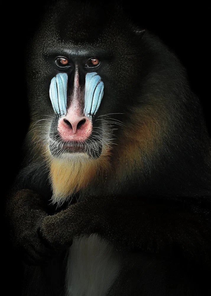 Vivid Mandrill Portrait