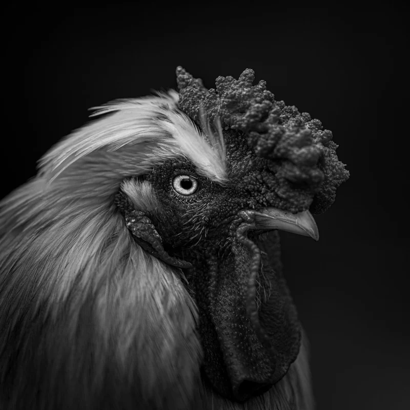 Majestic Rooster Portrait