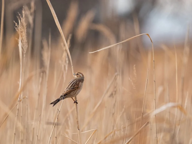 Golden Field Bird