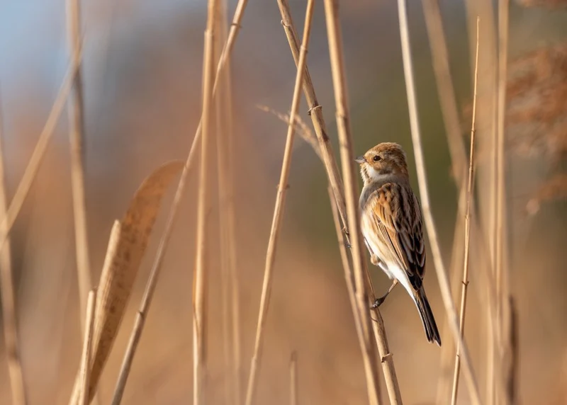 Small Bird In Reeds