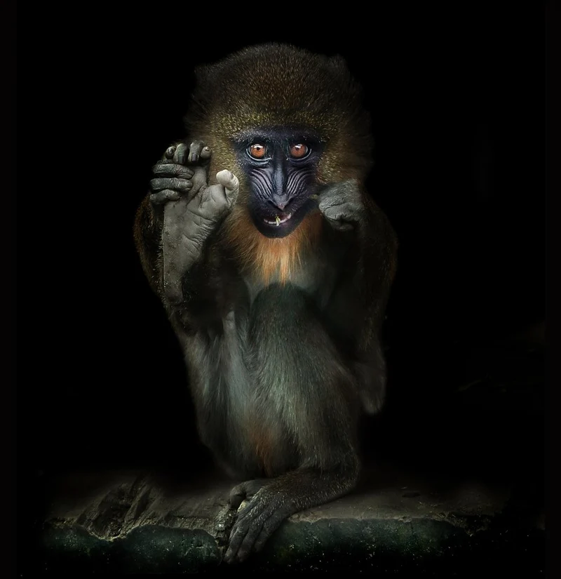 Captivating Mandrill Portrait