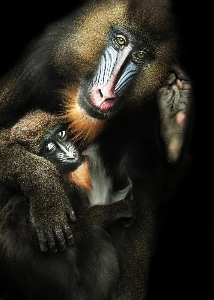 Mandrill Mother Baby Bond