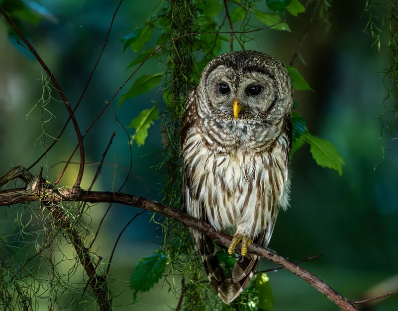 Majestic Barred Owl