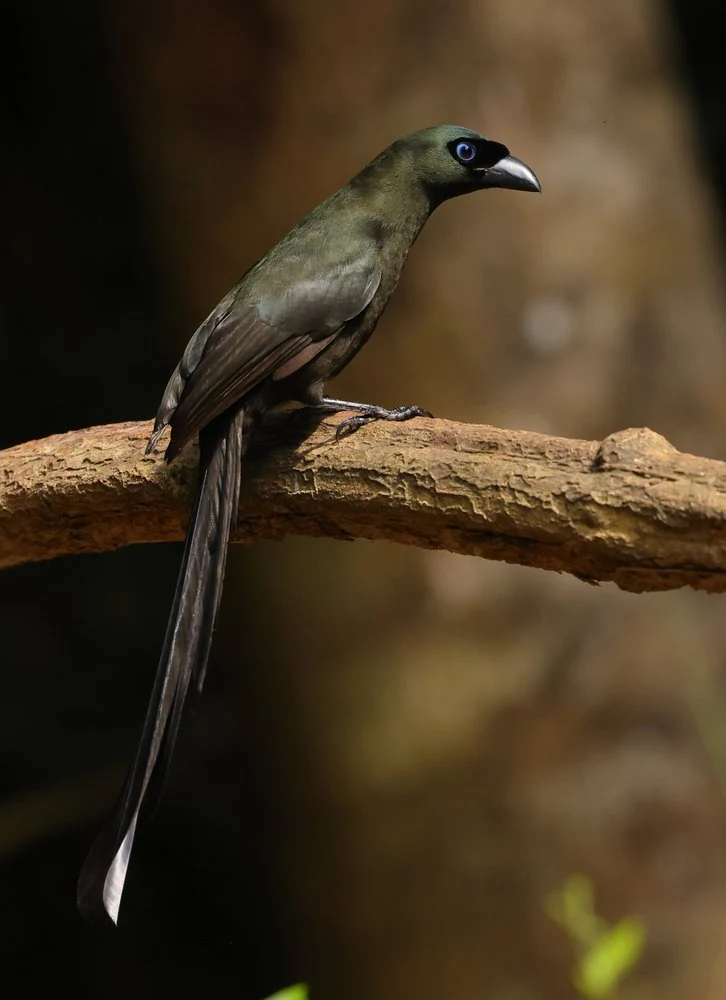 Blue-Eyed Monarch Bird
