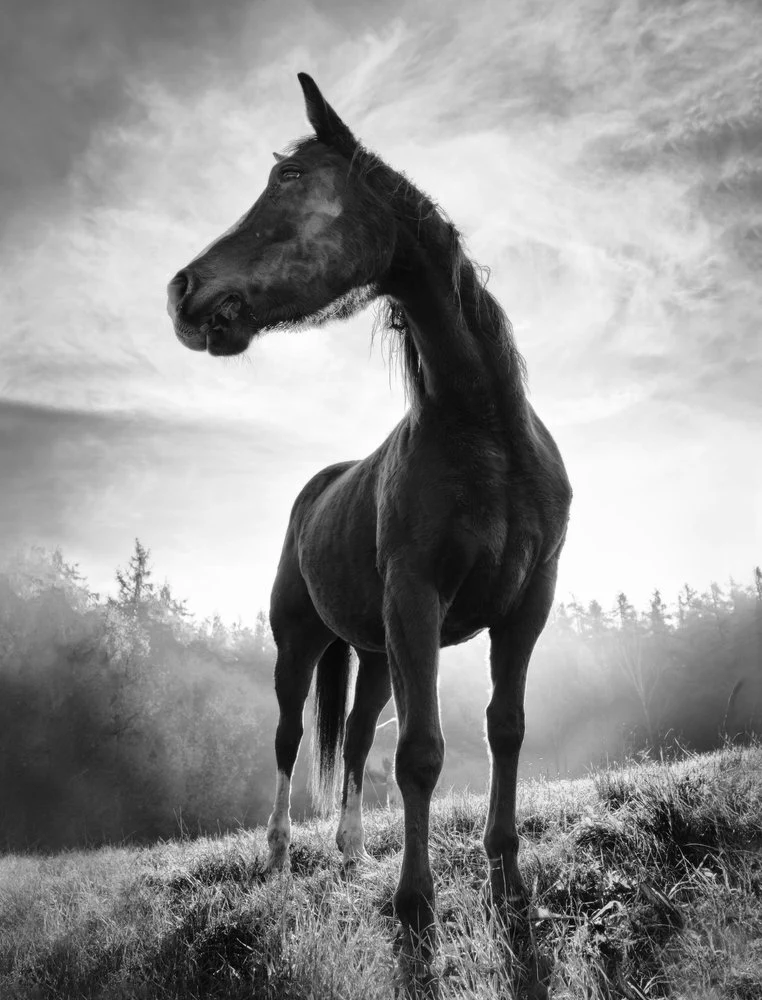 Mystic Stallion Rising