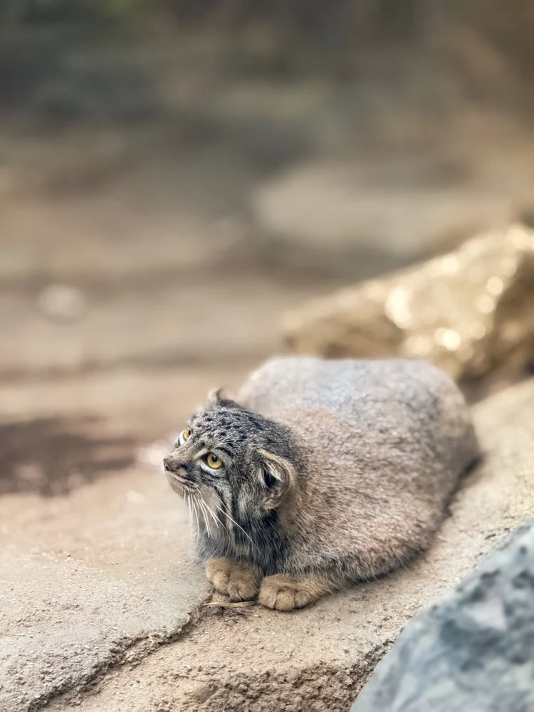 Pallas Cat Portrait