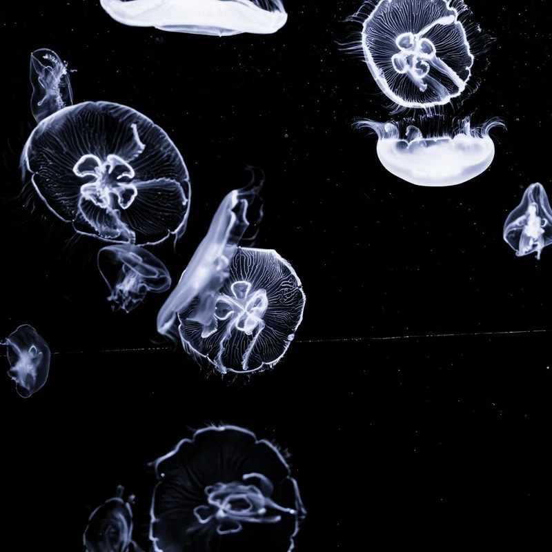 Luminous Ocean Jellyfish