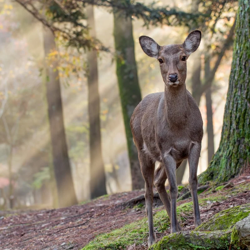 Deer in Morning Light