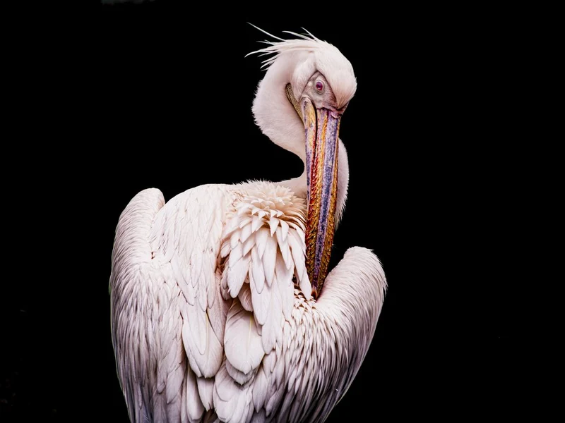 Elegant White Pelican