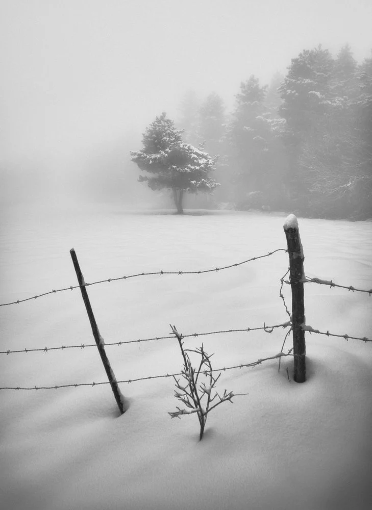 Misty Winter Fence