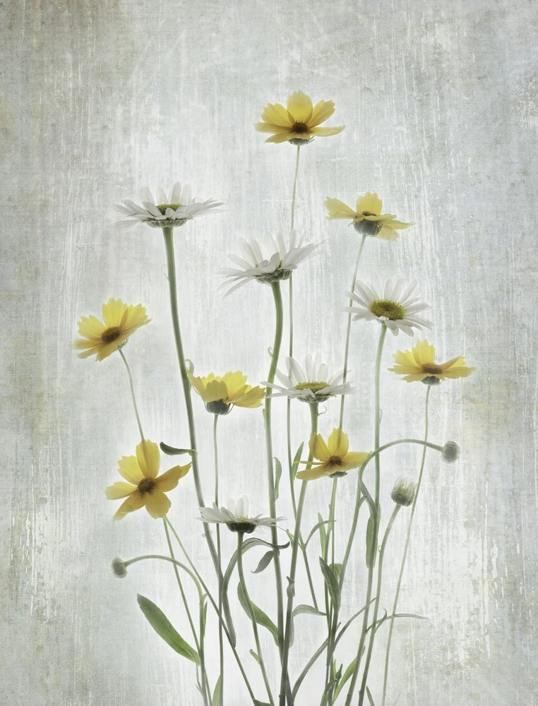 Summer Flowers